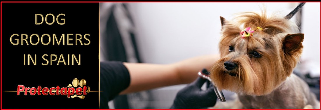 A small dog being groomed by a Spanish female advertising the free dog groomers directory by Protectapet in Spain.